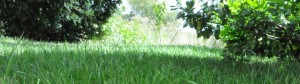 Gartenrasen